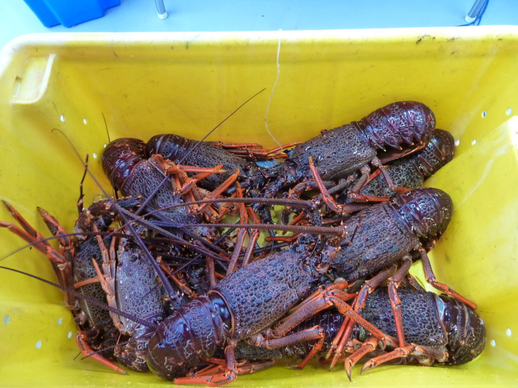 crayfish in bucket