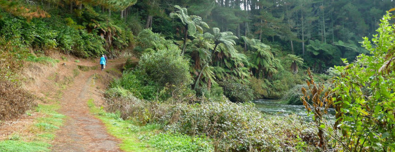 hiking in the woods