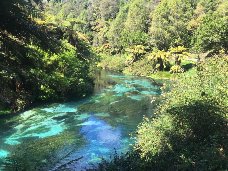 Crystal clear water of Te Waihou Springs
