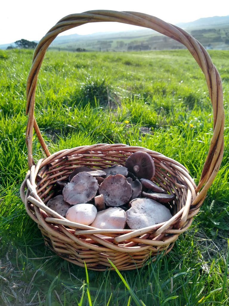 mushroom basket found on earth day